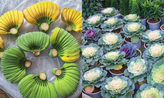 Chuối tay Phật, hoa bắp cải hút khách Hà Nội dịp Tết