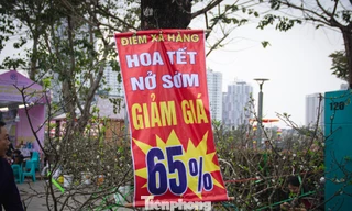 Thời tiết 'ép' đào nở sớm, nhà vườn xả hàng gỡ vốn như chiều 30 Tết