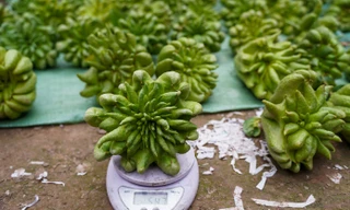 Phật thủ Tết giá đắt đỏ vẫn 'cháy' hàng