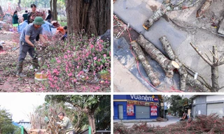 Xót xa cảnh đào, quất bị chặt bỏ la liệt chiều 29 Tết vì khách chờ ‘giá rẻ như cho’