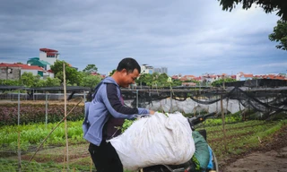 Nông dân Hà Nội gấp rút thu hoạch hoa màu