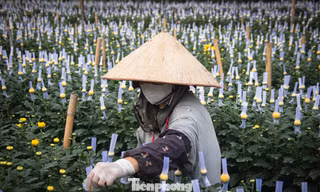 Thủ phủ hoa lớn nhất Hà Nội hối hả vào vụ Tết