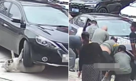 Chú chó nặng 64 kg bị ô tô chèn qua người vẫn bình an vô sự vì lớp mỡ quá dày