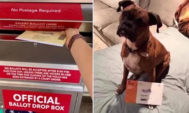Cho chó cưng bỏ phiếu ở 2 cuộc bầu cử, người phụ nữ Mỹ đối diện án phạt nặng