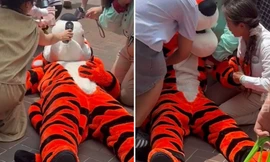 Người mặc đồ hóa trang thành hổ bị ngất xỉu vì nắng nóng ở Trung Quốc