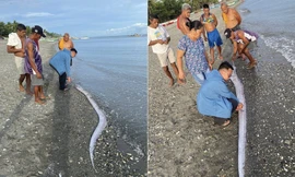 Cá tận thế dạt vào bờ biển Philippines, gây lo sợ về “điềm báo” động đất mạnh