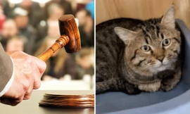 Mèo bị bán đấu giá vì chủ bị tịch biên tài sản, netizen vừa buồn cười vừa thương