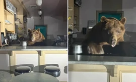 Chú gấu lớn đột nhập cửa hàng kem ở Mỹ, nếm đủ vị rồi ăn hết sạch một vị kem
