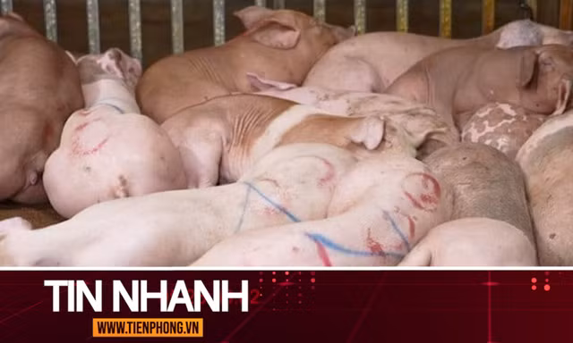 TIN NHANH: Ăn phải thịt lợn nhiễm tả châu Phi sẽ nguy hiểm thế nào?