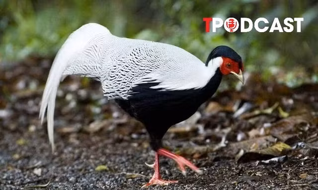 NÓNG 13/8: Từ vụ nuôi, bán gà lôi trắng nhận án 6 năm tù: Cục Kiểm lâm chỉ cách nuôi đúng luật