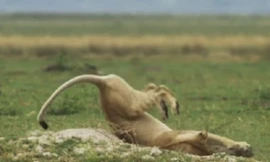 Pha nhào lộn để bắt lợn con của sư tử