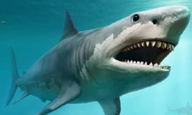 Những điều bất ngờ và thú vị về loài cá mập