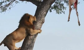 Sư tử trèo cây định cướp miếng ăn của báo hoa mai nhưng bất thành