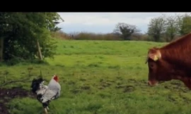 Gà trống cả gan trêu chọc bò