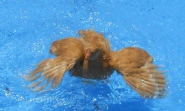 Chuyện gì sẽ xảy ra nếu thả một chú gà xuống nước?