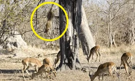 VIDEO: Báo hoa mai phi thân từ trên cây, bắt linh dương Impala
