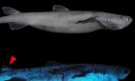 Cá mập nhỏ phát sáng.