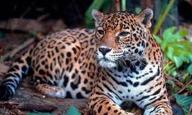 Câu chuyện rùng rợn về báo hoa mai ăn thịt người