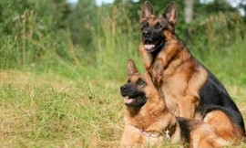 Nguồn gốc của giống chó Berger Đức