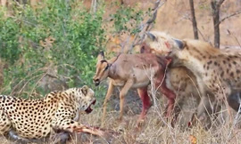 Báo săn bỏ chạy khi bị linh cẩu cướp mồi.