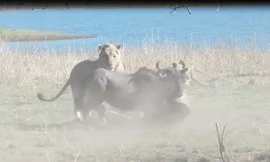 VIDEO: Đàn sư tử cùng nhau xử tử linh dương đầu bò