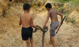 Clip: Rùng mình với cảnh 2 cậu bé bắt sống trăn