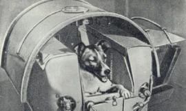 5 phi hành gia động vật nổi tiếng thế giới 