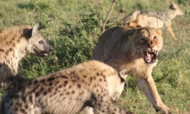 Mẹ con sư tử bị bầy linh cẩu bao vây 