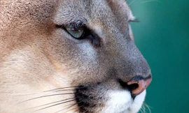 Báo Florida, loài sư tử có cái đuôi thỏ