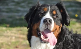 Những giống chó đẹp nhất thế giới 