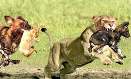 Sư tử mẹ chiến đấu với chó rừng để bảo vệ con