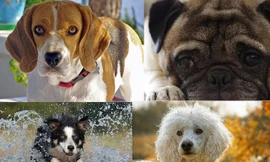 Top 10 giống chó thân thiện nhất thế giới