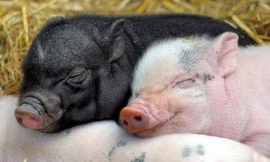 Những điều bất ngờ và thú vị về loài lợn 
