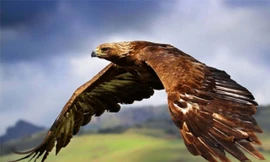 Top 3 loài chim bay nhanh nhất thế giới 