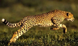 Dẫn con non đi săn mồi, báo mẹ bị đâm thủng ngực 