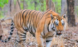 Hổ đực đánh dằn mặt đối thủ để bảo vệ lãnh thổ