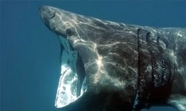 Những đặc điểm của loài cá mập khổng lồ có thân hình kỳ dị