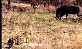 Màn săn mồi ngớ ngẩn của báo gấm