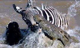 Tóm được ngựa vằn, cá sấu vẫn ngậm ngùi nhịn đói