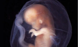 Trung Quốc tạo ra phôi thai lai giữa khỉ và người