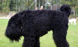 ‘Giống chó của Stalin’ được tạo ra như thế nào?