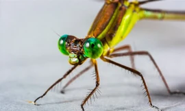 Top 10 loài động vật có đôi mắt độc đáo nhất thế giới