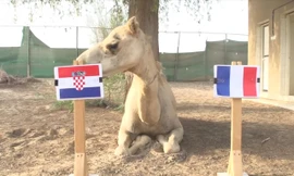 Lạc đà Shaheen dự đoán Croatia sẽ đánh bại Pháp để lên ngôi vô địch World Cup 2018.