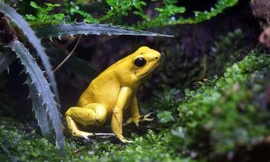 Những loài động vật có bề ngoài vô hại nhưng cực kỳ nguy hiểm