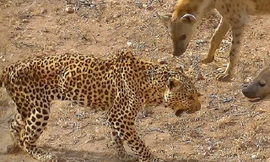 Bị linh cẩu vây hãm, báo hoa mai nhục nhã trốn lên cây 