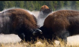 Trận chiến quyết liệt giành con cái của bò rừng Bison