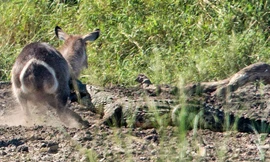 Cá sấu tóm gọn linh dương.