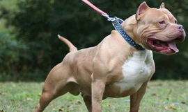 Chó sục Pit Bull Mỹ, giống chó lai nổi tiếng 