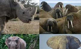 Top 5 loài động vật có kích thước ‘khủng’ nhất trên mặt đất