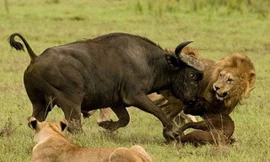 Đàn sư tử đực hợp sức bắt trâu rừng